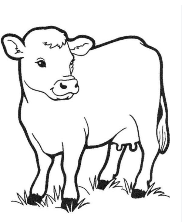 tranh tô màu con bò 6